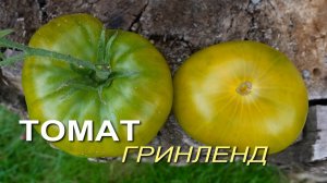 Томат ГРИНЛЕНД. Обзор сортов ТОМАТОВ!