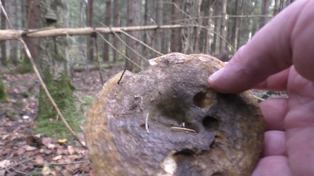 Пожилые переростки и ложные опята. Дневник грибника 2 октября 2020 года. смотреть онлайн