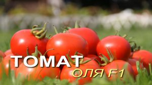 Удивительно СОЧНЫЙ, АРОМАТНЫЙ и УРОЖАЙНЫЙ томат! Обзор сортов ТОМАТОВ! Советы от ЗЕЛЕНОГО ОГОРОДА!