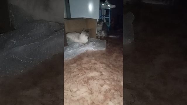 котики 🐈🐈🐈🐈 смотреть онлайн