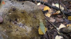 Подробно о Грузде чёрном. Lactarius turpis. Гриб для засола