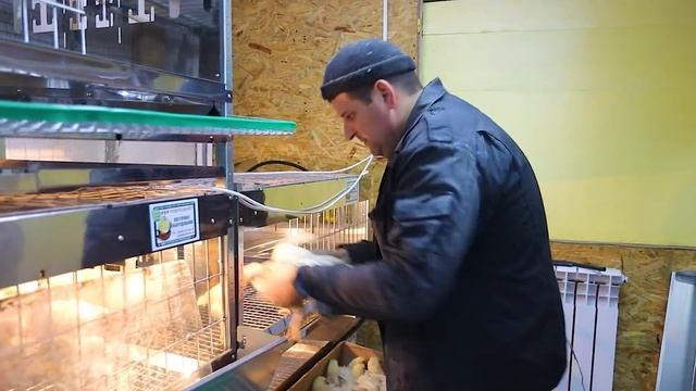 НИКОГДА НЕ ДЕРЖИ БРОЙЛЕРА ЗИМОЙ! смотреть онлайн