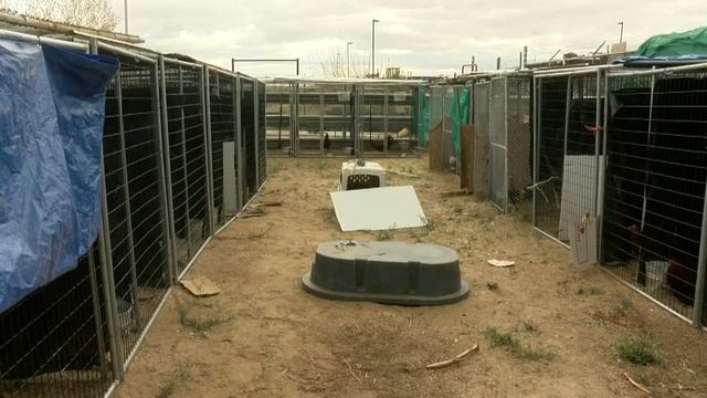 Chaves County Sheriff's Office trying to crack down on cockfighting смотреть онлайн