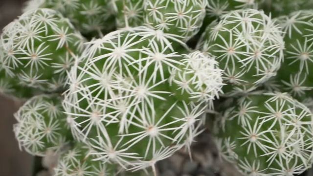 Up Close and Personal With a Few of Our Flora Friends смотреть онлайн