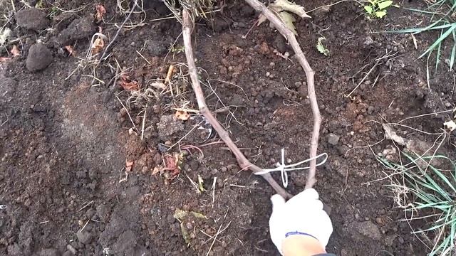 КАК ОБРЕЗАТЬ ВИНОГРАД, КАК УКРЫТЬ ВИНОГРАД смотреть онлайн