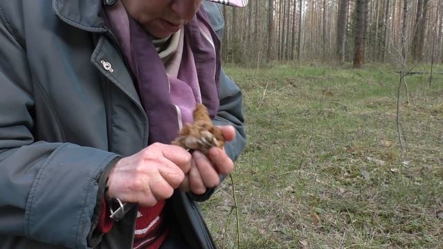 Как отличить Строчок гигантский от Строчка обыкновенного (ядовитого)? смотреть онлайн