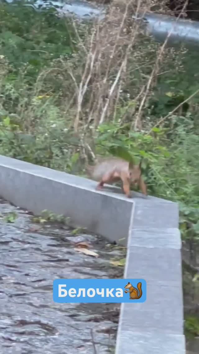 Наконец-то я БЕЛОЧКУ встретила в Национальном Кисловодском парке #кисловодск #белочка