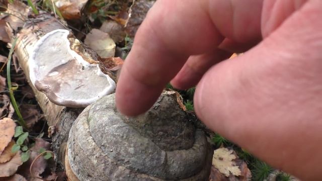 Кровяная губка -Трутовик настоящий. Fomes fomentarius смотреть онлайн