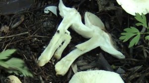 Европейский деликатес - Рядовка майская (лат. Calócybe gambósa)