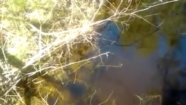 Nerest.mp4 смотреть онлайн