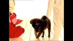 ТИНИ ЛАВ Развивающий мультик от 0 лет