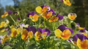 Ирек Галимов Туган кон