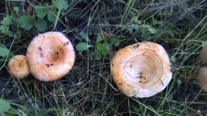 Волнушка розовая - ядовита ?!!!