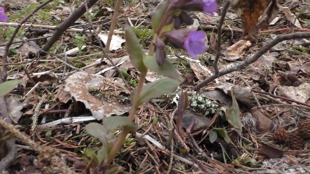 Ходили-ходили, искали-искали, но без результата! Дневник грибника 26 апреля 2020 года. смотреть онлайн