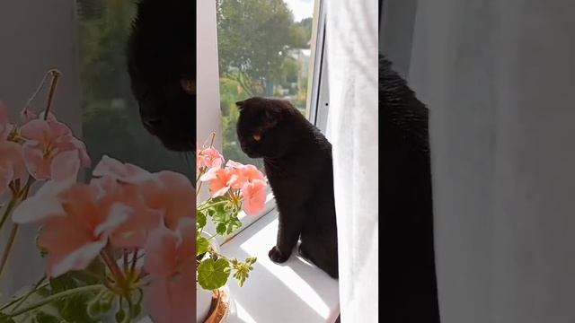 Кошка Милка и летний день смотреть онлайн