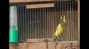 Кенар поет 09-11-2024