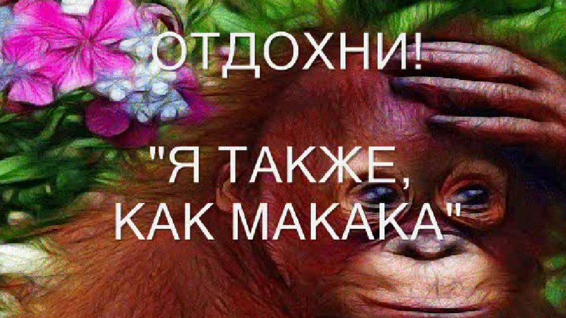 Физминутка Макака Улыбака смотреть онлайн