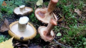 Только новичкам! Как отличать Груздь чёрный от Свинушки тонкой?