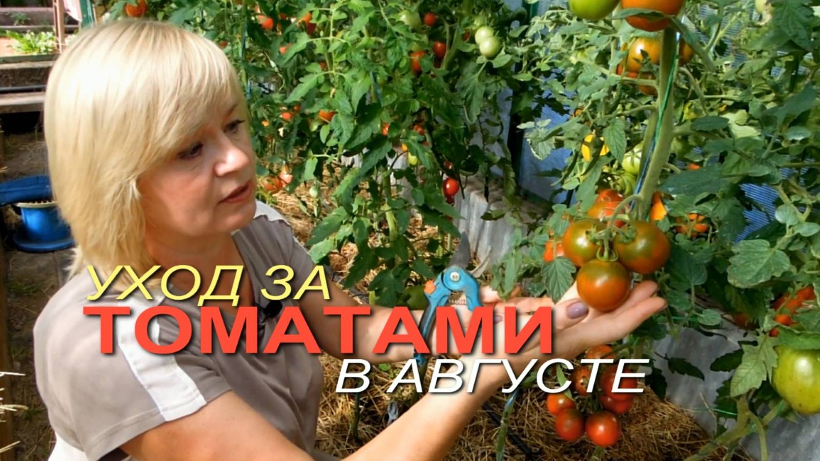 Как продлить ПЛОДОНОШЕНИЕ ТОМАТОВ в августе! Советы от ЗЕЛЕНОГО ОГОРОДА!