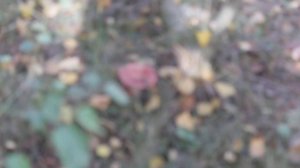 Сыроежка розовая - горький гриб!