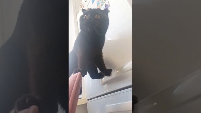 Кошка Милка и ее миссияневыполнима смотреть онлайн