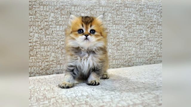 Наши котята Litter T смотреть онлайн