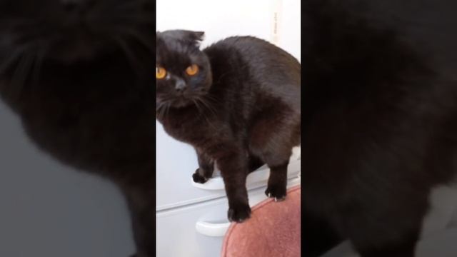 Кошка Милка акробатит смотреть онлайн