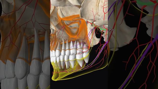 Кровоснабжение зубов#верхнечелюстная артерия#анатомия#anatomy смотреть онлайн