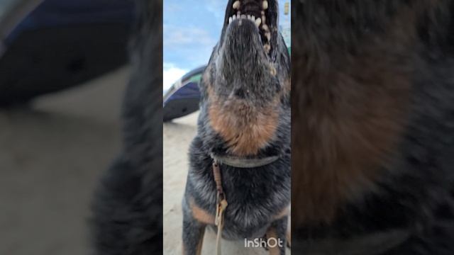 Дэнни красавчик 😍💖 смотреть онлайн