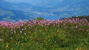 Весна Горные Цветы Вид на город Фоновая заставка на экран