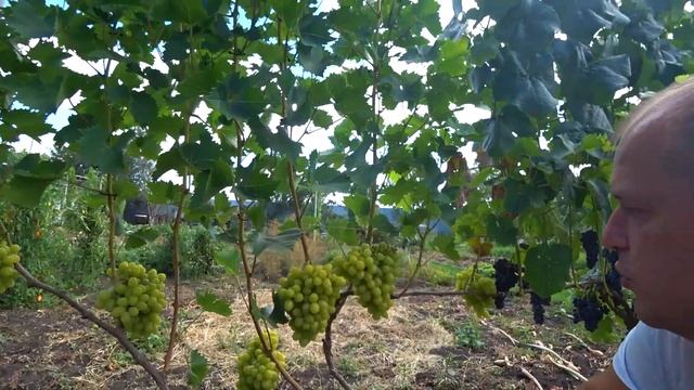 ВИНОГРАДНИК АЛЕКСАНДРА. г.Белгород смотреть онлайн