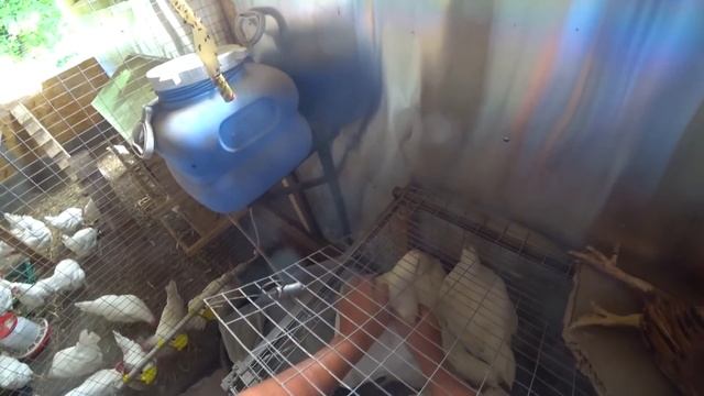 ЛЕГГОРНЫ ОПАСНАЯ ПТИЦА! смотреть онлайн