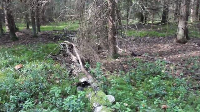 Одна из лучших из сыроежек. Сыроежка буреющая - Russula xerampelina