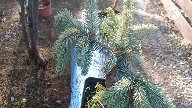 Новые хвойные. Ель сербская пендула брунс, Ель Зе Блюз. смотреть онлайн