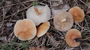 Луговые опята - деликатесные грибы.