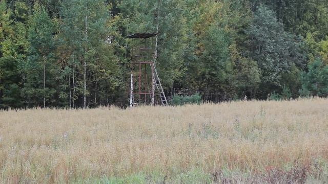 Овёс для медведя. Охотничья вышка