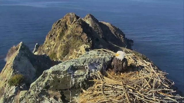 12-24-17 West End eagles; Christmas Eve nestorations, part 1. смотреть онлайн