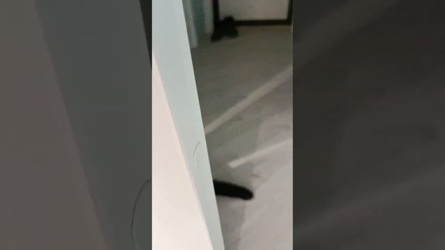 Кошка Милка и побег смотреть онлайн