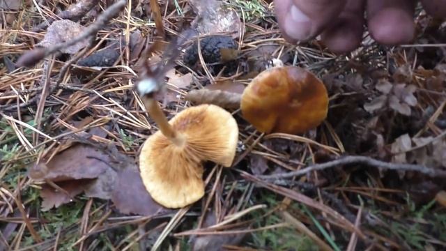 Какие грибы поздней осенью в сосновом бору? Дневник грибника 11 октября 2020 года. смотреть онлайн