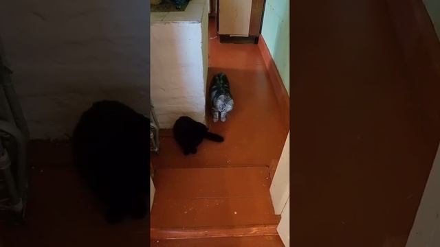 Кошка Милка и высокие отношения смотреть онлайн