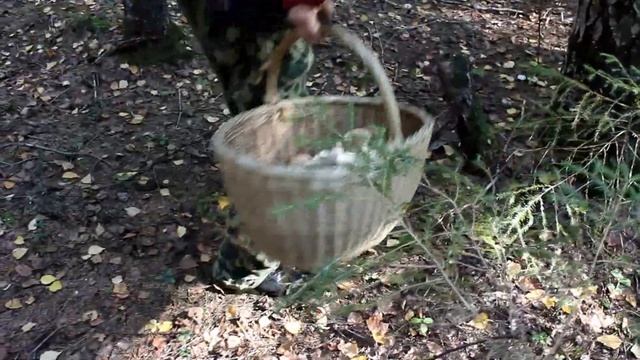 Как растут серушки и как их солить.