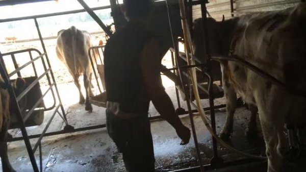 летняя дойка