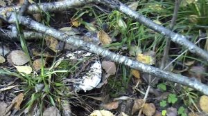 Подгруздок белый - ценный гриб!