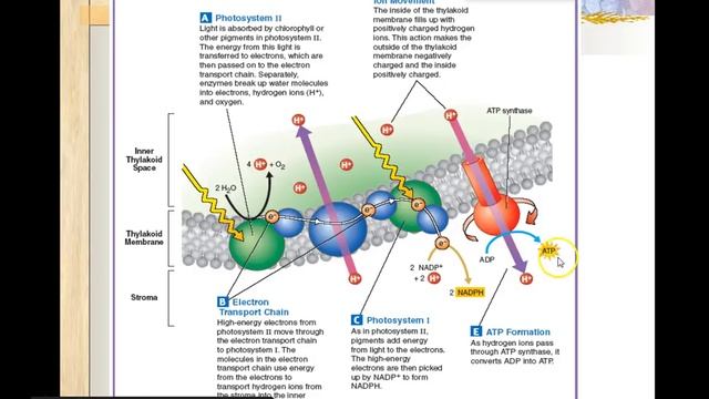 Light Dependent and Calvin Cycle смотреть онлайн