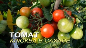 Томат КЛЮКВА В САХАРЕ. Обзор сортов ТОМАТОВ!