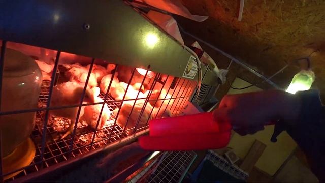 ПОДАРКИ ДЛЯ ПОДПИСЧИКОВ! НОВЫЙ ЭКСПЕРИМЕНТ С КОРМОМ. смотреть онлайн