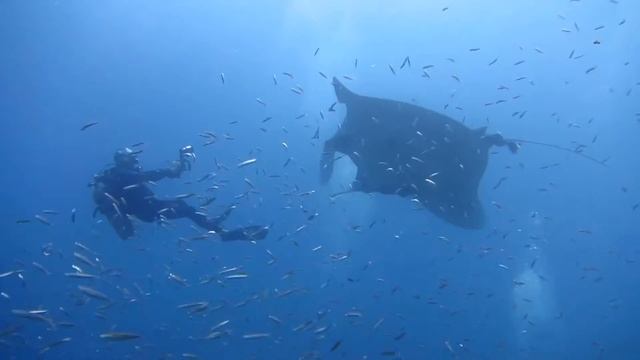 Манты на  Симиланских островах. RU-DIVING дайвинг в Таиланде о. Пхукет