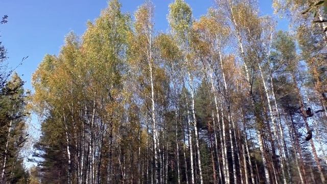 Грибная пустота! Дневник грибника 28 сентября 2020 года. смотреть онлайн