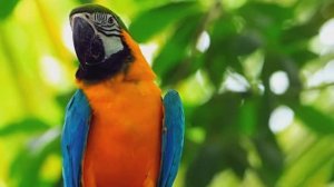 Самые красивые птицы. Фото. Расслабляющие звуки птиц слушать.  Волшебная природа