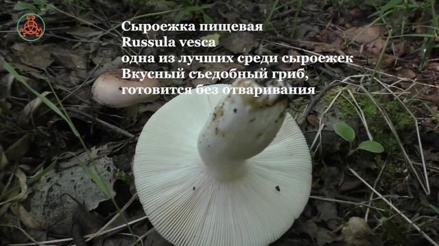 Первыми "выстрелили" чесночники и лисички. "Дневник грибника" 3 июля 2021 года. смотреть онлайн